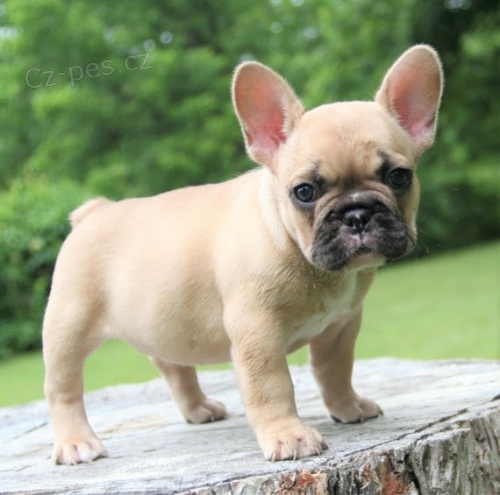 Prodám ZDRAVÁ a OČKOVANÁ štěňata francouzského buldoka. Moje štěňata jsou vychovávána v mém domě s kočkami a jinými malými zvířaty. Vycvičil jsem je hygienicky a jsou velmi přátelští a socializovaní. Prodám ZDRAVÁ a OČKOVANÁ štěňata francouzského buldoka. Moje štěňata jsou vychovávána v mém domě s kočkami a jinými malými zvířaty. Vycvičil jsem je hygienicky a jsou velmi přátelští a socializovaní.