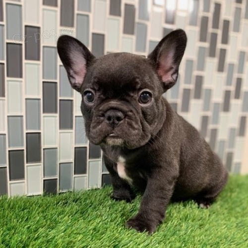 Prodám štěňata francouzského buldoka. štěňátka jsou všechna zdravá, očkovaná a odčervená. Prodám štěňata francouzského buldoka. štěňátka jsou všechna zdravá, očkovaná a odčervená.