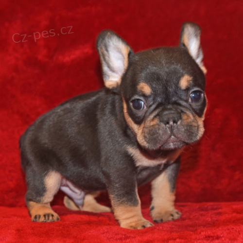 Prodám štěňata francouzského buldoka Prodám štěňata francouzského buldoka