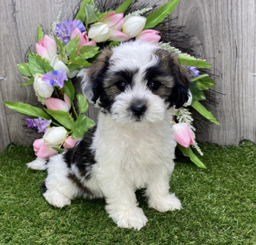 havansk� �t��ata na prodej. Moje havansk� �t��ata jsou vychov�v�na v m�m dom� s ko�kami a jin�mi mal�mi zv��aty. Vycvi�il jsem je hygienicky a jsou velmi p��tel�t� a socializovan�.