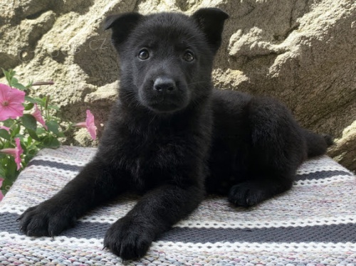 �ern� �t��ata n�meck�ch ov��k� na prodej.