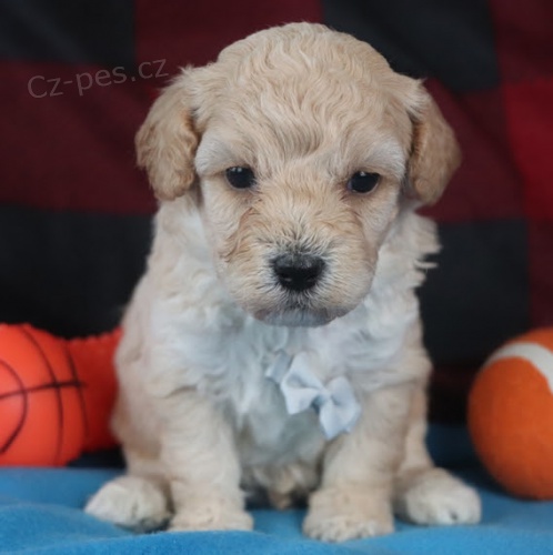Prodám štěňata Bichon Poo. Prodám štěňata Bichon Poo.