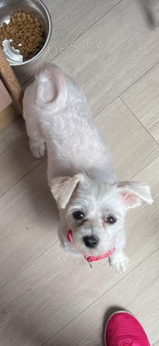 Rozkošná vynikající maltská štěňátka Rozkošná vynikající maltská štěňátka