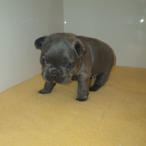 Francouzský buldoček Francouzský buldoček