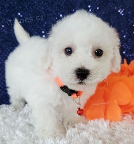 Štěňata Bichon Frise jsou k dispozici a připravena k prodeji. Štěňata Bichon Frise jsou k dispozici a připravena k prodeji.