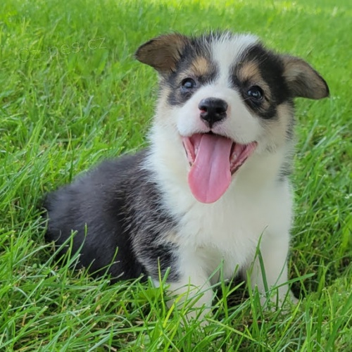 kr�sn� a and�lsk� �t��ata Pembroke Welsh Corgi na prodej.