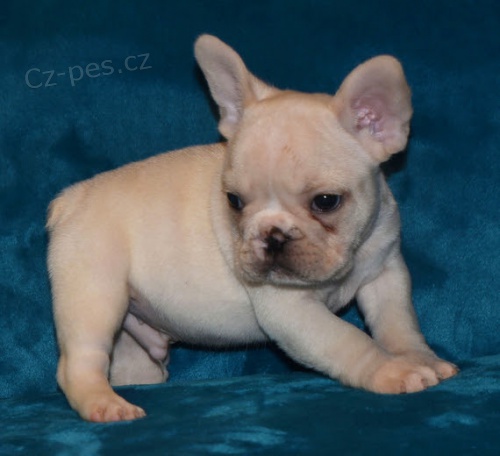 Prodám ZDRAVÁ a OČKOVANÁ štěňata francouzského buldoka. Prodám ZDRAVÁ a OČKOVANÁ štěňata francouzského buldoka.