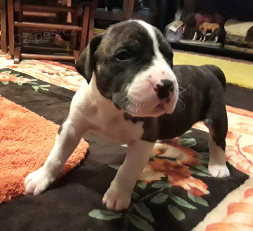 n�meck� doga �t��ata na prodej