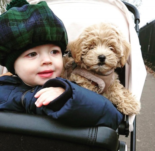 Rozko�n� �t���tka Maltipoo na prodej