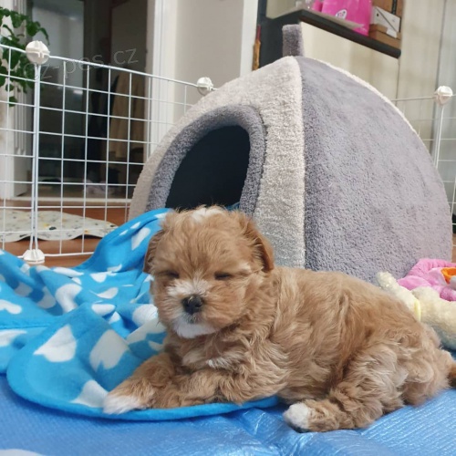   Rozko�n� �t���tka Maltipoo na prodej