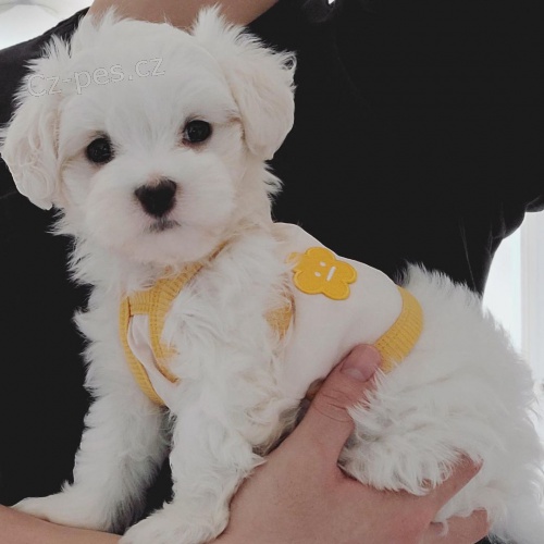 Rozko�n� �t���tka Maltipoo na prodej