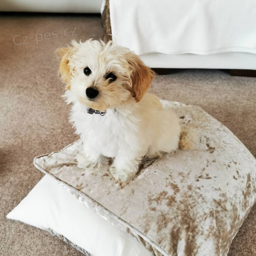Rozko�n� �t���tka Maltipoo na prodej