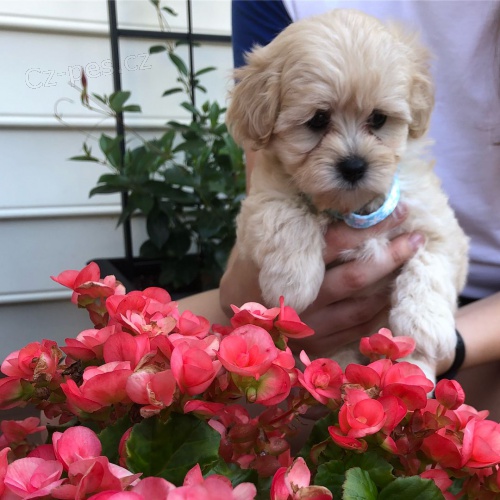 Rozko�n� �t���tka Maltipoo na prodej