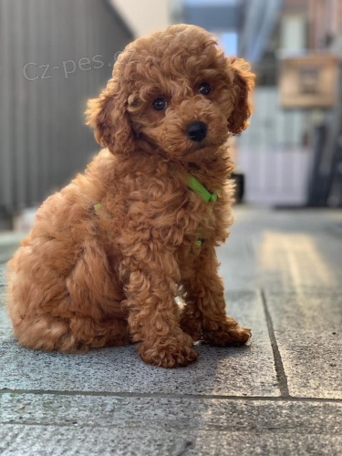 2 mini pudlov� �t���tka k adopci