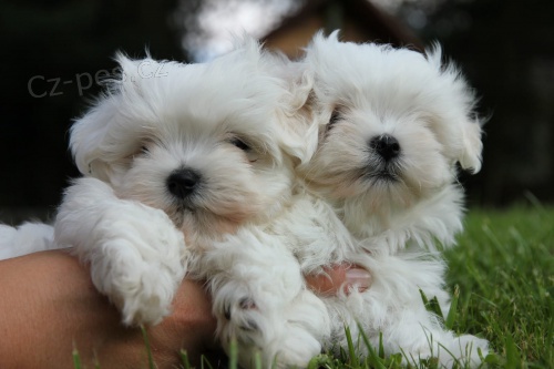 maltská štěňátka k adopci. více informací a obrázků maltská štěňátka k adopci. více informací a obrázků