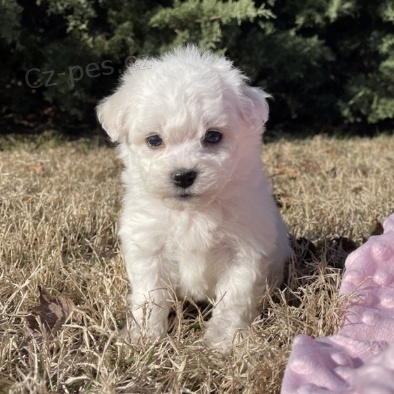 bichon frize Štěňátka jsou připravena k prodeji a novým rodinám. bichon frize Štěňátka jsou připravena k prodeji a novým rodinám.