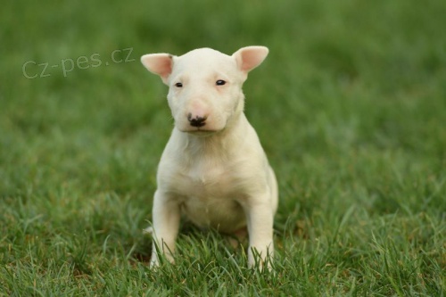 Bulteri�r �t��ata