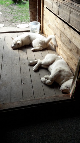 �t��ata akita americka   jsou v�m k dispozicii.