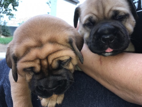 �t��ata jsou  dispozici Bullmastiff pro dobr� p�ijet�