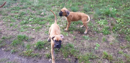boxer štěňata k dispozici pro nové domovy boxer štěňata k dispozici pro nové domovy