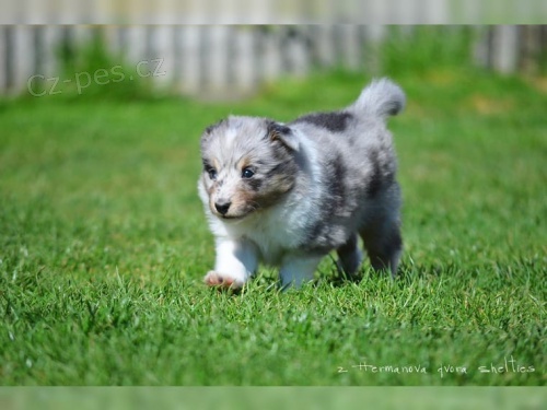 (Sheltie) dispozici jsou štěňata shetlandských ovčáků (Sheltie) (Sheltie) dispozici jsou štěňata shetlandských ovčáků (Sheltie)