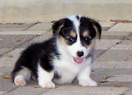Welsh Pembroke corg, od�erven� o�kov�n�