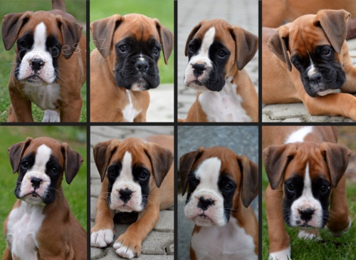Boxer s PP Boxer s PP