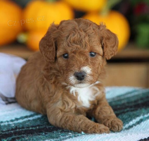 Prod�m trpasli�� �t��ata pudla a samice