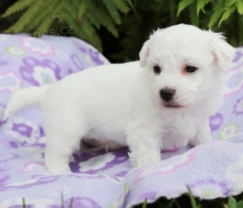 Štěňata Bichon Frise jsou k dispozici a připravena k prodeji. Štěňata Bichon Frise jsou k dispozici a připravena k prodeji.