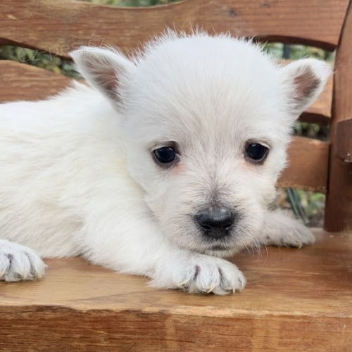 Prod�m kr�sn� a and�lsk� �t���tka West Highland White Terriers