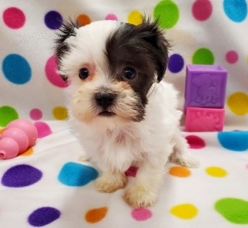 rozko�n� a zdrav� havansk� �t���tka na prodej.