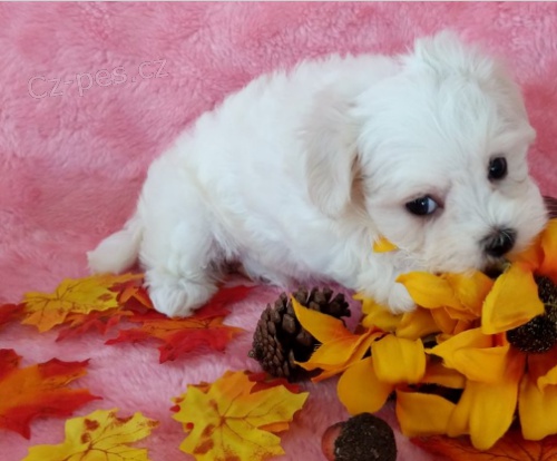 Rozkošná štěňátka jsou připravena k prodeji. Rozkošná štěňátka jsou připravena k prodeji.