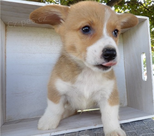 samci a samice štěňat pembroke corgi samci a samice štěňat pembroke corgi