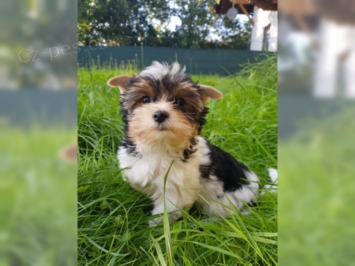 Yorkšírský teriér Yorkšírský teriér