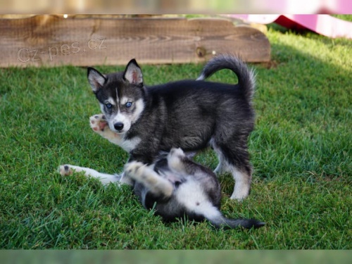 �istokrevn� �t��ata sibi�sk�ho huskyho bez PP