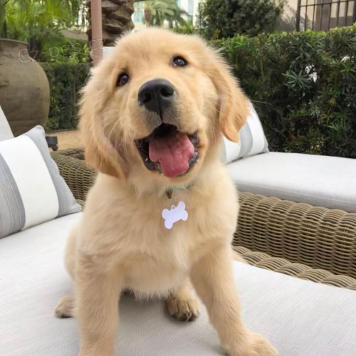 Kr�sn� �t��ata zlat�ho retr�vra