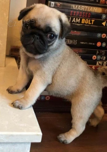 b�ov� mops pes a fenka na prodej.