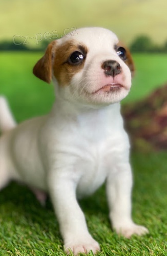 prodám štěňata jack russell. prodám štěňata jack russell.
