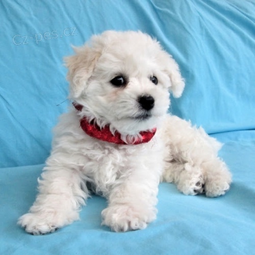 Prodám zdravá štěňata Bichon frize. Prodám zdravá štěňata Bichon frize.