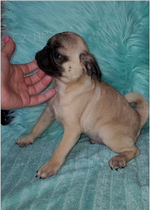 Mops �t��ata jsou p�ipravena k adopci a nov�m rodin�m.