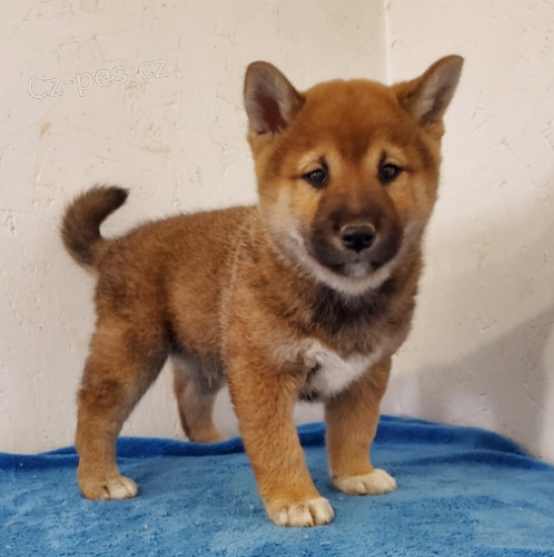 �t��ata Shiba-Inu jsou p�ipravena na nov� �t���tka.