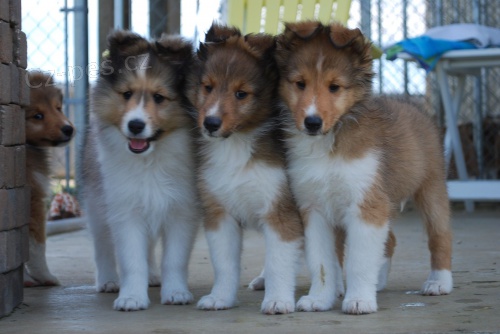 Štěňata shetlandského ovčáka k adopci. Štěňata shetlandského ovčáka k adopci.