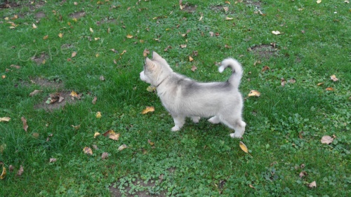 Alja�sk� d�ti Malamute jsou k dispozici co nejd��ve