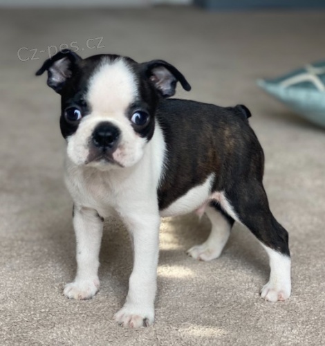 Bostonsk� teri�r �t��ata