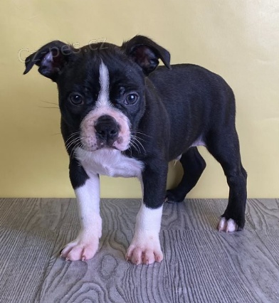 Bostonsk� teri�r �t��ata jsou p�ipravena k adopci a nov�m rodin�m.