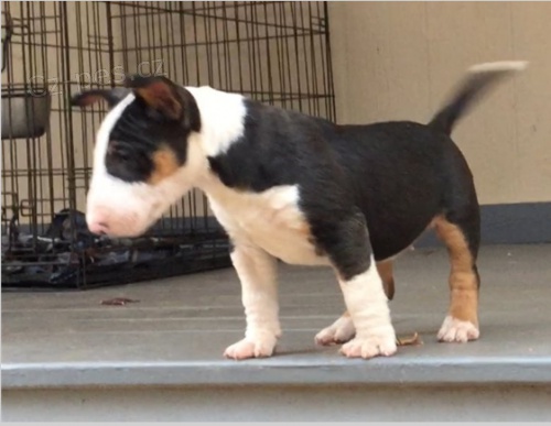 Bullteri�r �t��ata jsou p�ipravena k adopci a nov�m rodin�m.