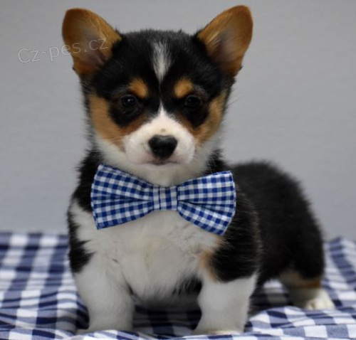 Welsh Pembroke corgi tri barevn� t. Byli vychov�ni v na�em dom� spolu se svou matkou a t�tou. s certifik�tem 5 generace, od�erven� o�kov�n� https://bestewelpennachhause.com/pembroke-welsh-corgi-2/ d�v�me 40% slevu  contact 