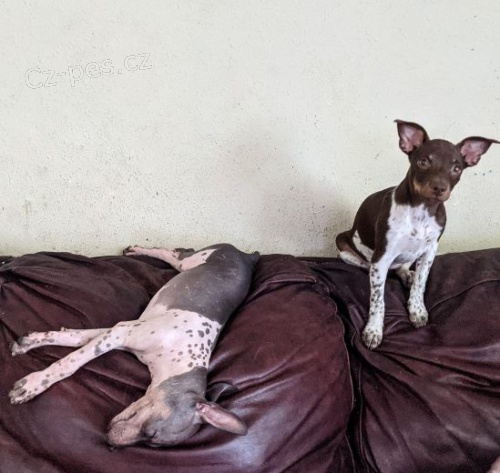 p��telsk� americk� bezsrst� �t��ata pro nov� domovy