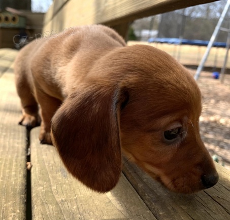 �t��ata jezev��ka jsou p�ipravena k adopci