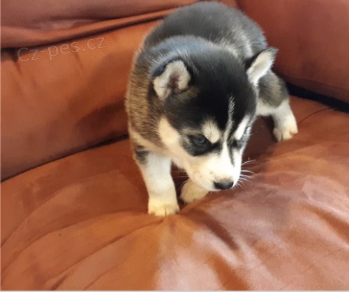 Sibi�sk� husky jsou p�ipraveny k adopci.